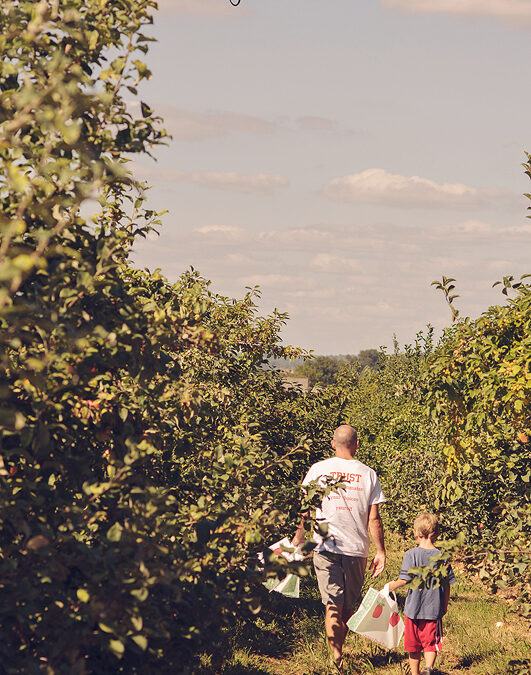 Apple Picking | personal