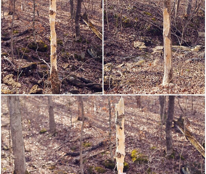 Hiking Valley View Glades | Explore Missouri